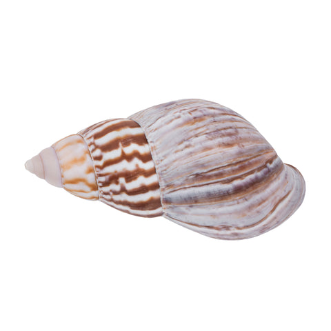Japanese Landsnail Shell