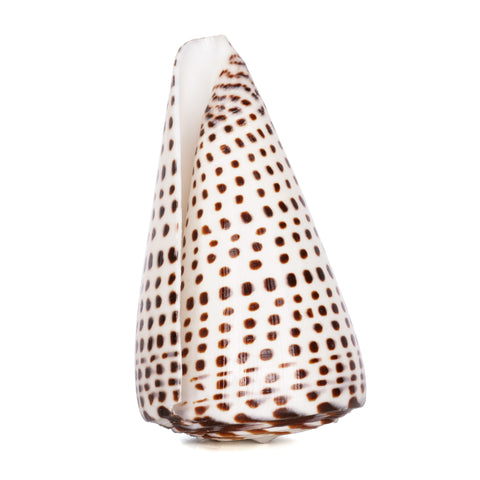 Leopard Cone Shell