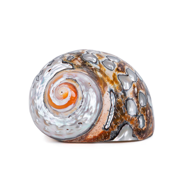 Red Turbo Shell – My Treasure Toys