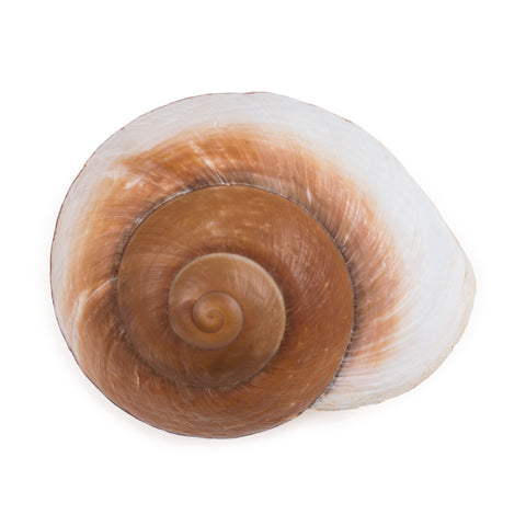 Landsnail Shell