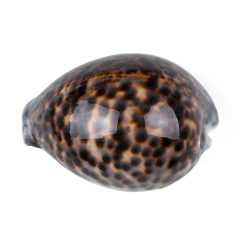 Tiger Cowrie Shell